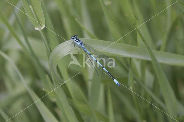 Azuurwaterjuffer (Coenagrion puella)