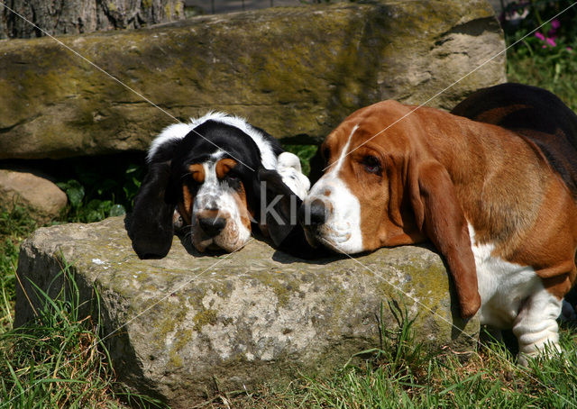 Basset hound (Canis domesticus)