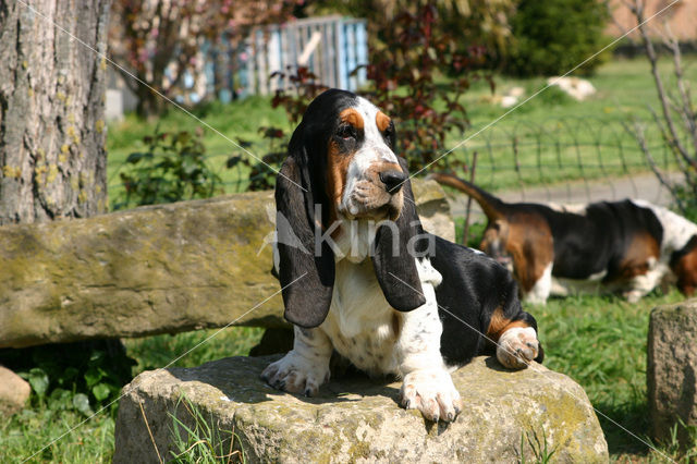 Basset hound (Canis domesticus)