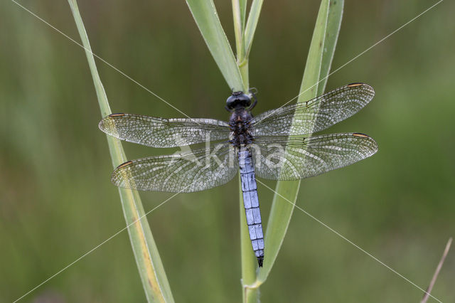 Beekoeverlibel (Orthetrum coerulescens)