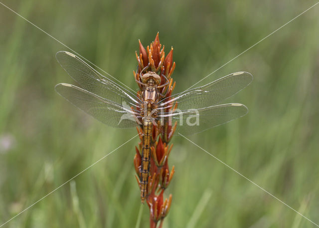 Beekoeverlibel (Orthetrum coerulescens)