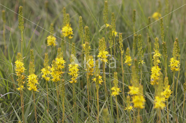 Beenbreek (Narthecium ossifragum)