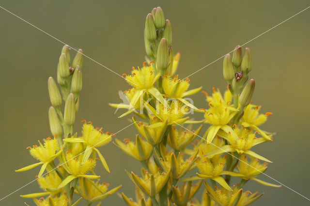 Beenbreek (Narthecium ossifragum)