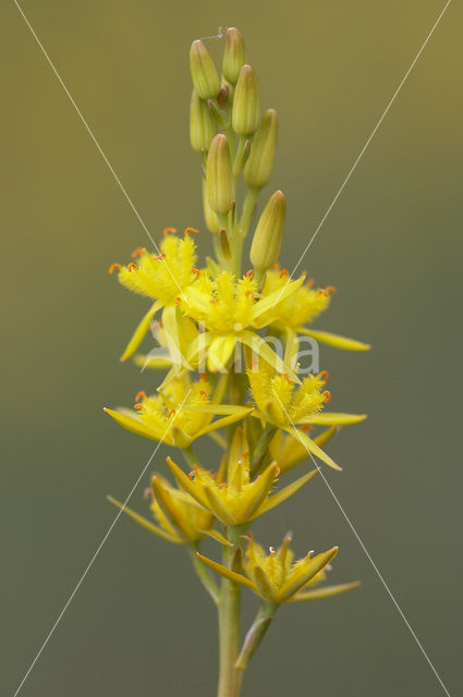 Beenbreek (Narthecium ossifragum)