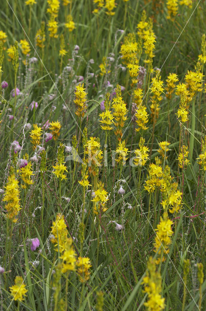 Beenbreek (Narthecium ossifragum)