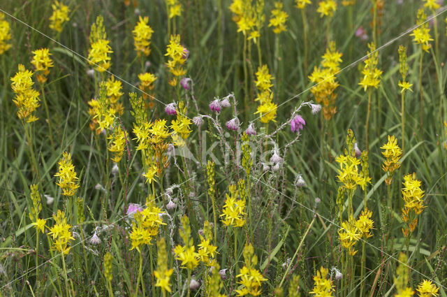 Beenbreek (Narthecium ossifragum)