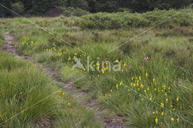 Beenbreek (Narthecium ossifragum)