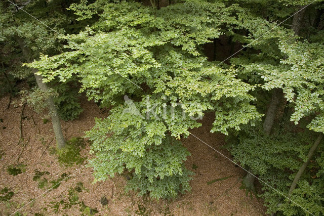 Beuk (Fagus sylvatica)