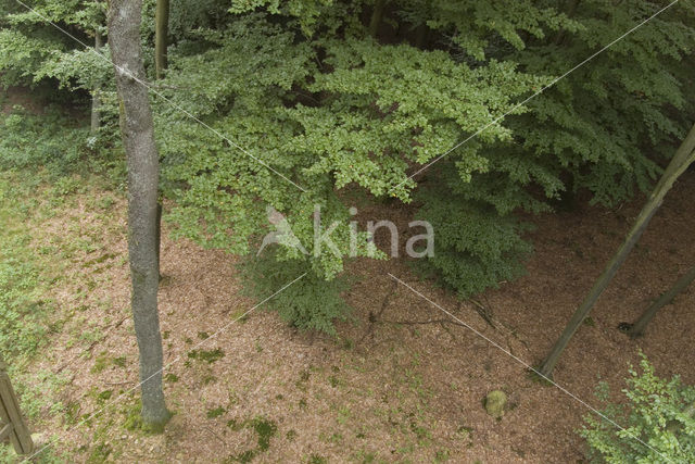 Beech (Fagus sylvatica)