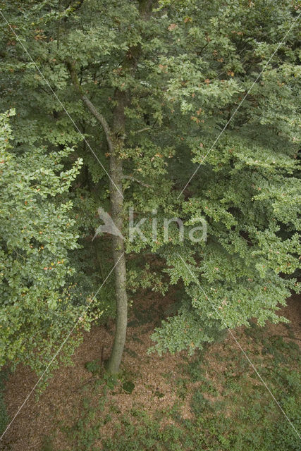 Beech (Fagus sylvatica)