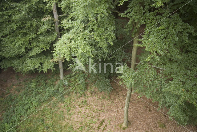 Beech (Fagus sylvatica)