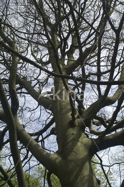 Beech (Fagus spec.)