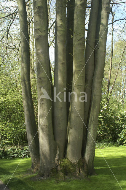 Beech (Fagus sylvatica)