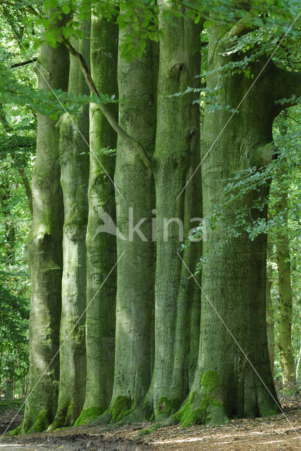 Beech (Fagus sylvatica)