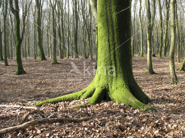 Beuk (Fagus sylvatica)