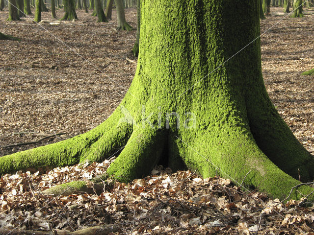 Beuk (Fagus sylvatica)