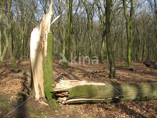 Beuk (Fagus sylvatica)