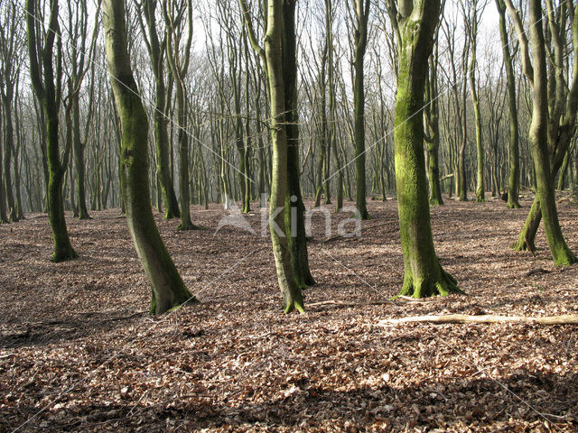 Beuk (Fagus sylvatica)