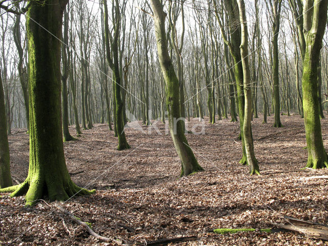 Beech (Fagus sylvatica)