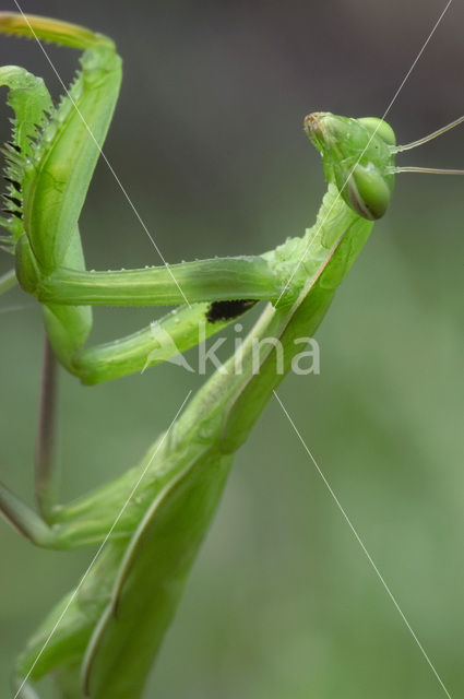 Bidsprinkhaan (Mantis religiosa)