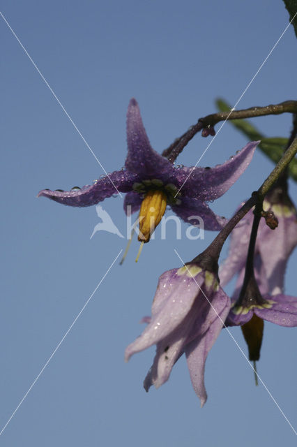 Bitterzoet (Solanum dulcamara)