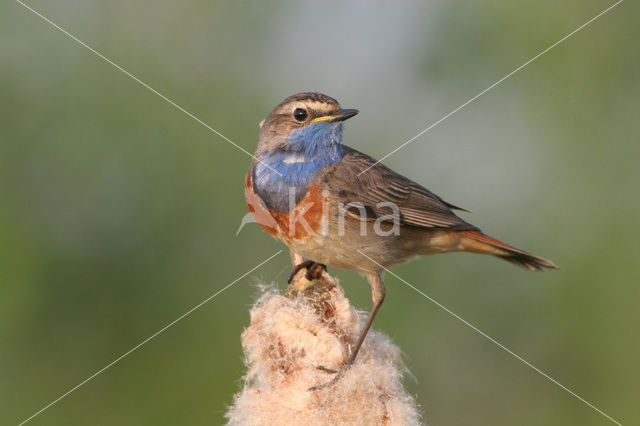 Blauwborst (Luscinia svecica)