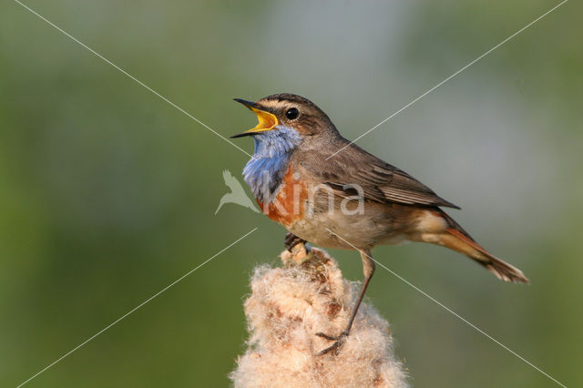 Blauwborst (Luscinia svecica)