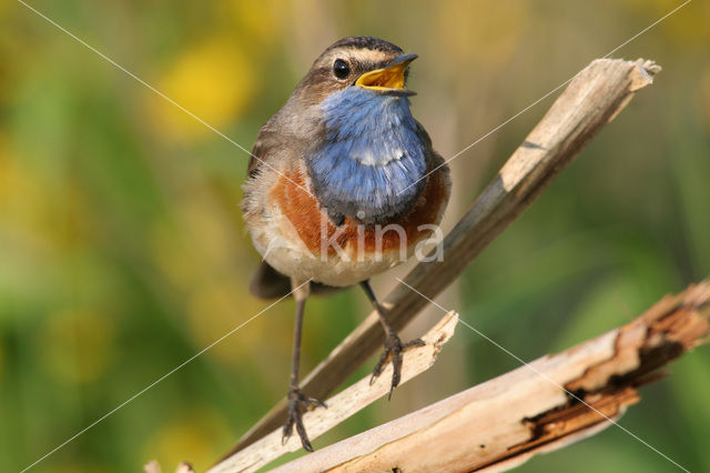 Blauwborst (Luscinia svecica)