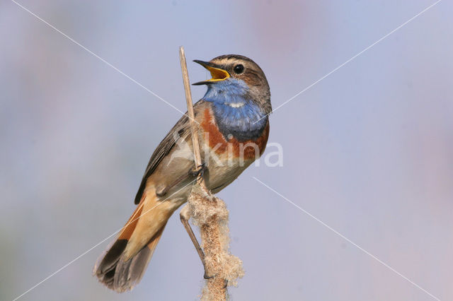 Blauwborst (Luscinia svecica)