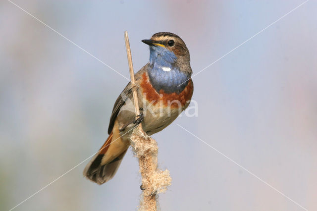 Blauwborst (Luscinia svecica)