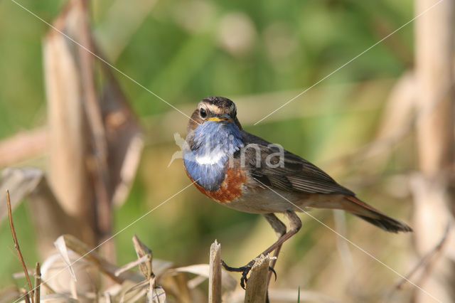 Blauwborst (Luscinia svecica)