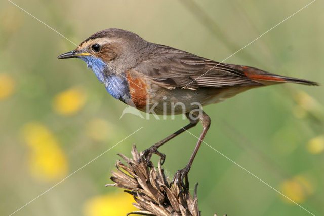 Blauwborst (Luscinia svecica)