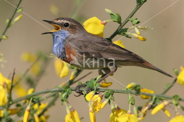 Blauwborst (Luscinia svecica)