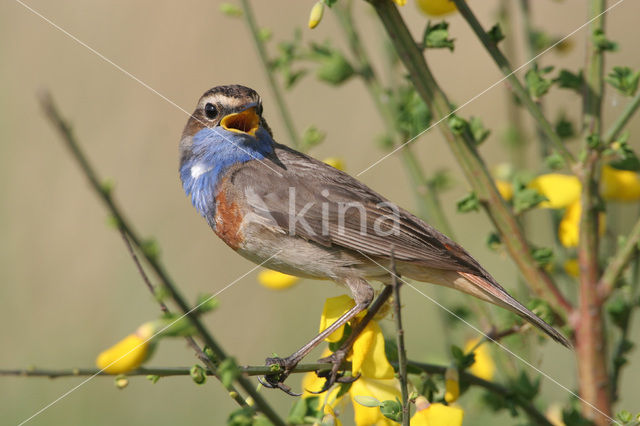 Blauwborst (Luscinia svecica)