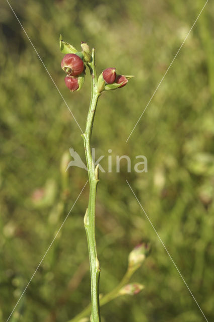 Blauwe bosbes (Vaccinium myrtillus)