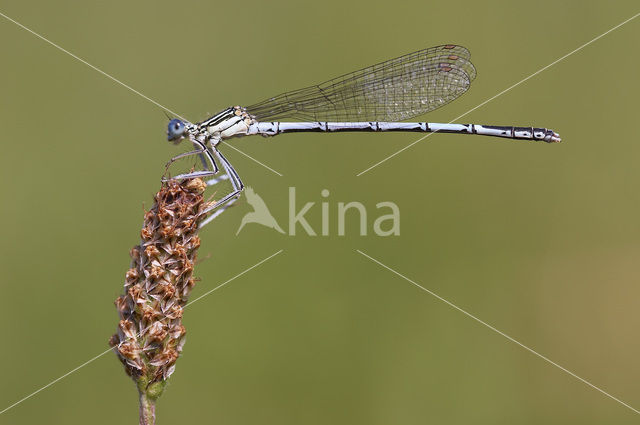 Blauwe breedscheenjuffer (Platycnemis pennipes)