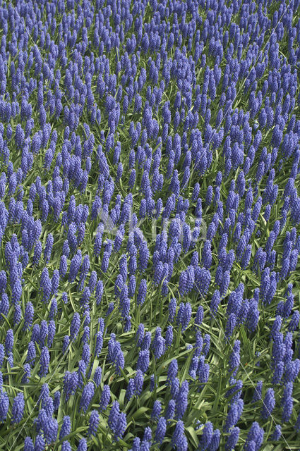 Blauwe druifjes (Muscari botryoides)