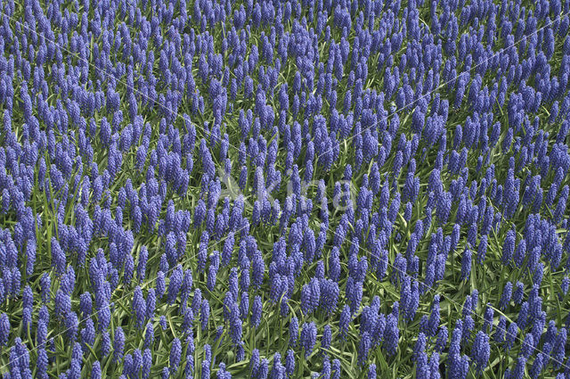 Blauwe druifjes (Muscari botryoides)