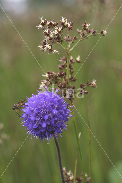 Blauwe knoop (Succisa pratensis)