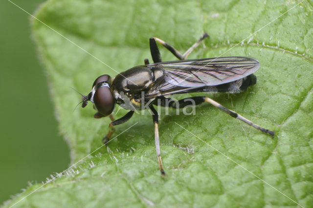 Bloembladloper (Xylota caeruleiventris)