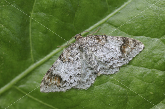 Blomer’s Rivulet (Venusia blomeri