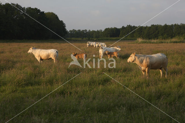 Blonde d'Aquitaine koe (Bos Domesticus)