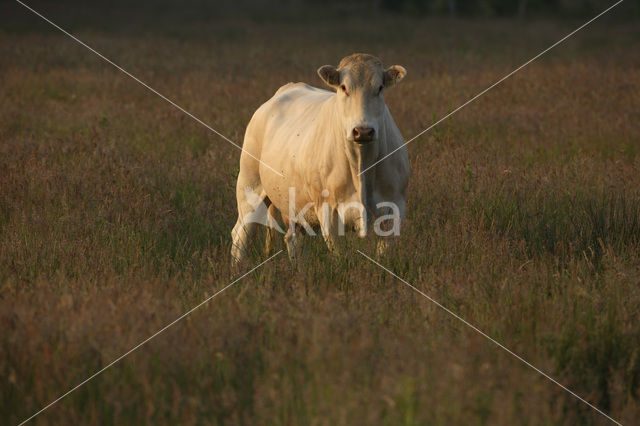 Blonde d'Aquitaine koe (Bos Domesticus)