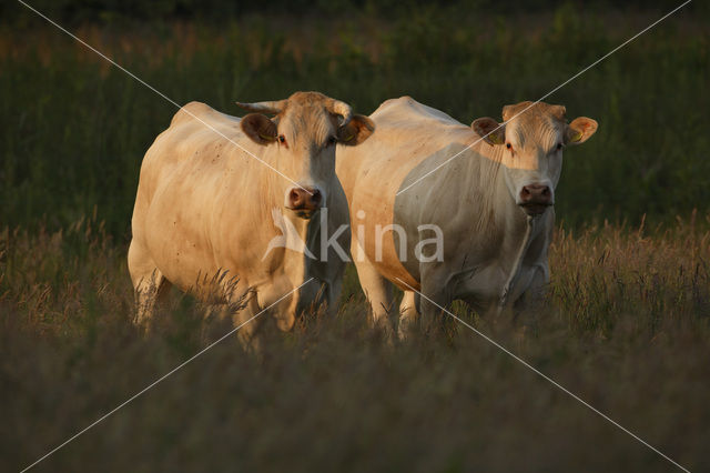 Blonde d'Aquitaine koe (Bos Domesticus)