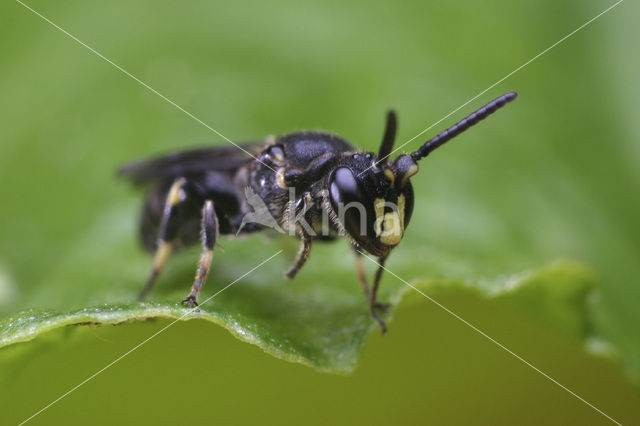 Boemerangmaskerbij (Hylaeus difformis)