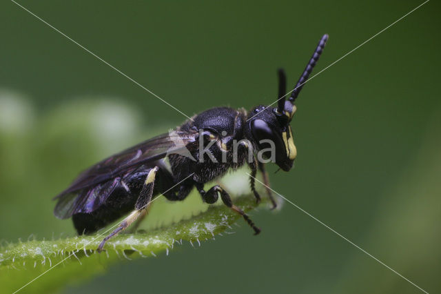 Boemerangmaskerbij (Hylaeus difformis)