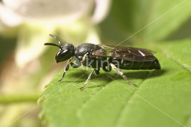 Boemerangmaskerbij (Hylaeus difformis)