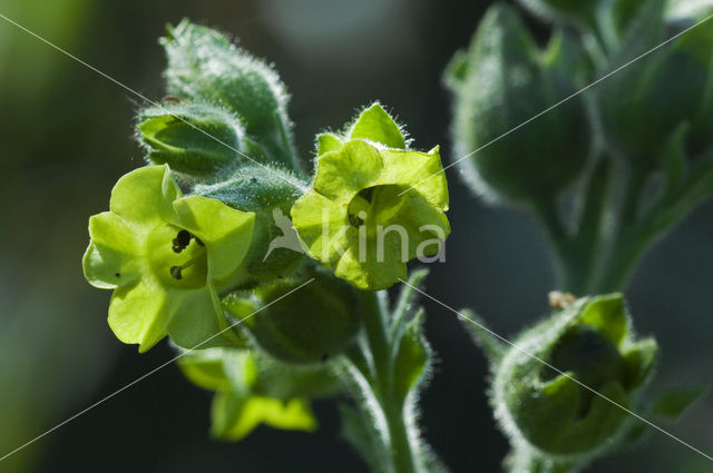 Boerentabak (Nicotiana rustica)