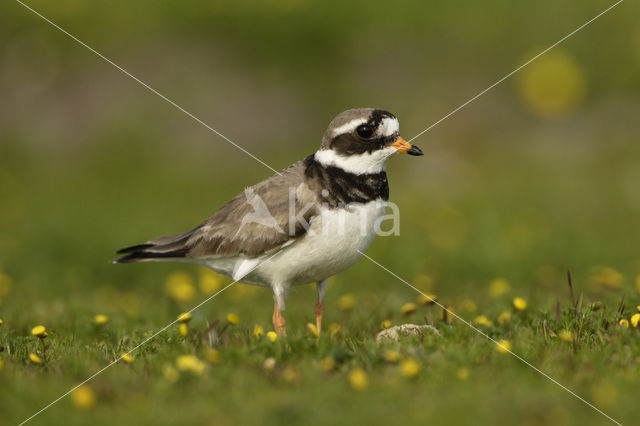 Bontbekplevier (Charadrius hiaticula)