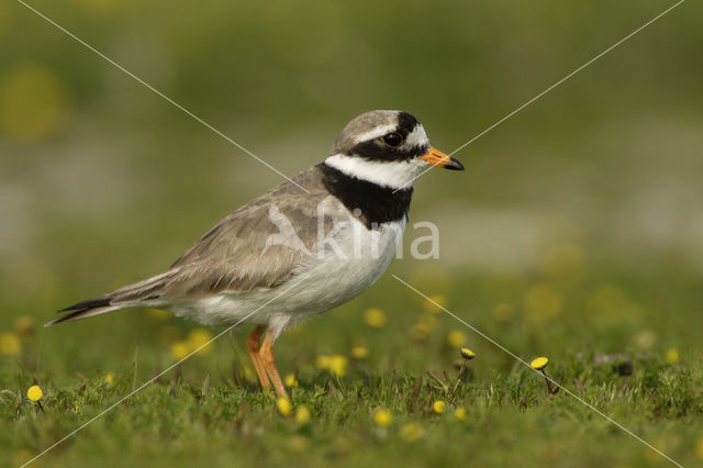 Bontbekplevier (Charadrius hiaticula)